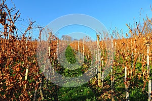 Autumn Vineyards photo