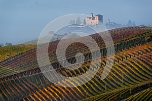 Autumn Vineyards on the hills