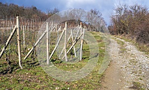 Autumn vineyards on the hillside. Unpaved road