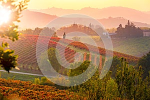 Autumn vineyards landscape. Geometric shapes and textures photo