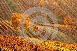 Autumn in vineyards near in the Czech Republic