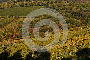 Autumn vineyards near Grinzing, Vienna