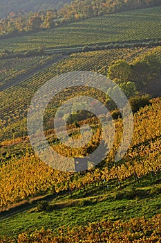 Grinzing vineyards vertical