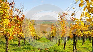 Autumn vineyards near  Southern Czechia borders, Europe. Gentle wind is moving with colorful leaves. Vine fields in a vall