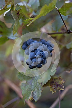 Autumn on vineyards near wine making town Montalcino, Tuscany, ripe blue sangiovese grapes hanging on plants after harvest, Italy