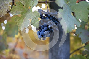 Autumn on vineyards near wine making town Montalcino, Tuscany, ripe blue sangiovese grapes hanging on plants after harvest, Italy