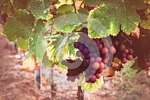 Autumn vineyards with organic grape on vine branches. Wine making concept photo