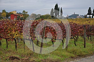 Autumn Vineyards San Miniato Tuscany Italy