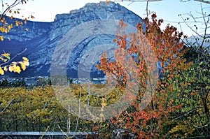 The Autumn vineyards of Trentino in Italy