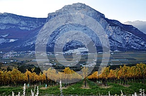 The Autumn vineyards of Trentino in Italy