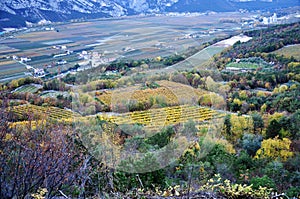 The Autumn vineyards of Trentino in Italy