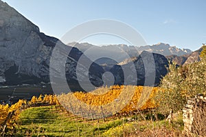 The Autumn vineyards of Trentino in Italy winelands 