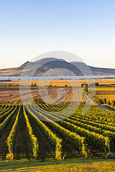 Autumn vineyards under Palava near Sonberk, South Moravia, Czech Republic