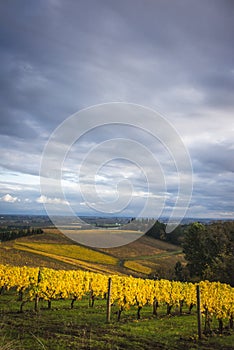 Autumn vineyards, Willamette Valley, Oregon