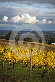 Autumn vineyards, Willamette Valley, Oregon