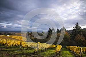 Autumn vineyards, Willamette Valley, Oregon