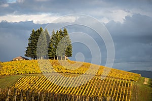 Autumn vineyards, Willamette Valley, Oregon