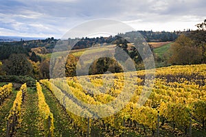 Autumn vineyards, Willamette Valley, Oregon