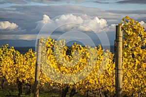 Autumn vineyards, Willamette Valley, Oregon