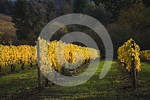 Autumn vineyards, Willamette Valley, Oregon