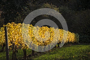 Autumn vineyards, Willamette Valley, Oregon