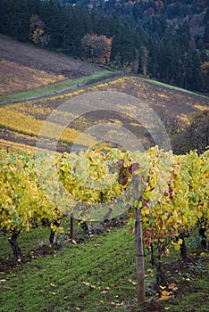 Autumn vineyards, Willamette Valley, Oregon