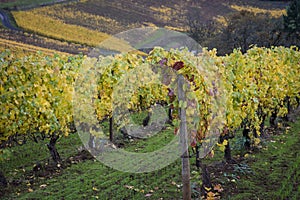 Autumn vineyards, Willamette Valley, Oregon