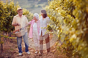 Autumn vineyards. Wine and grapes. Family tradition. family working at winemaker vineyard