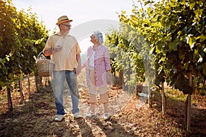 Autumn vineyards. Wine and grapes. Family tradition. Senior winemakers walking in between rows of vines