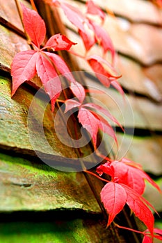 Autumn Virginia creepers photo