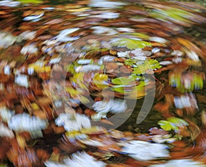autumn vortex
