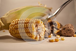 Autumn vruits - corn and nuts