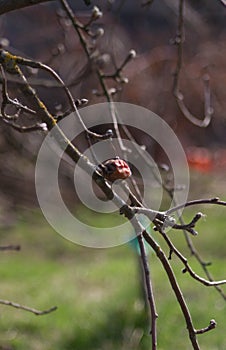 Autumn vs spring photo