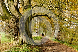 Autumn walk at Allen Banks