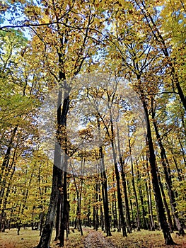 an autumn walk along a forest trail lined with colorful trees