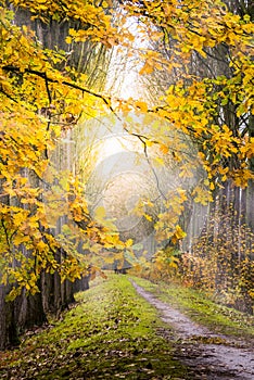 Autumn walk in the forest