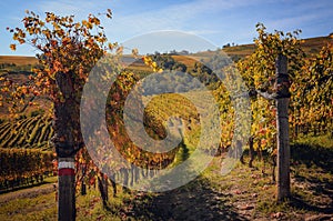 Autumn walk after harvest in the hiking paths between the rows and vineyards of nebbiolo grape, in the Barolo Langhe hills,