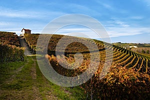 Autumn walk after harvest in the hiking paths between the rows and vineyards of nebbiolo grape, in the Barolo Langhe hills, italy photo