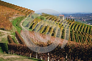 Autumn walk after harvest in the hiking paths between the rows and vineyards of nebbiolo grape, in the Barolo Langhe hills, photo
