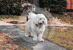 Autumn walk. Maltese on the walk