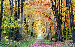 Autumn Walk Way