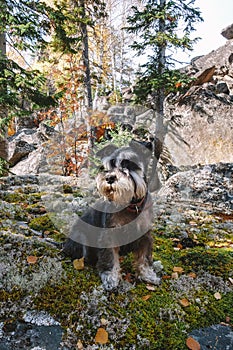 Autumn walk in the woods with a pet. A miniature schnauzer sits on a stone covered with moss and fallen leaves.