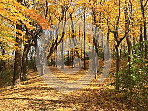 Autumn Walk in the Woods