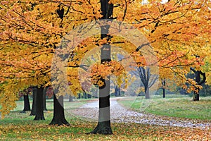 Autumn Walkway