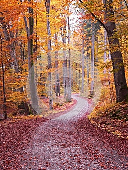 Autumn walkway through beech tree forest