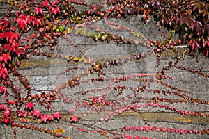 Autumn wall with leaves