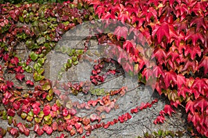 Autumn wall with leaves