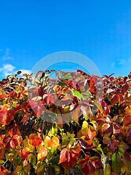 autumn wall of leaves against the blue sky