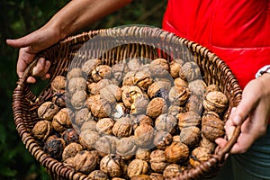 Autumn Walnut Collecting In Wicker Basket Cracked Halved In Bulk