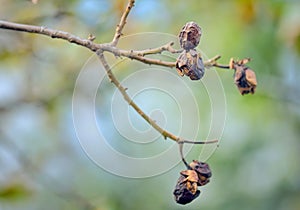 Autumn walnut tree